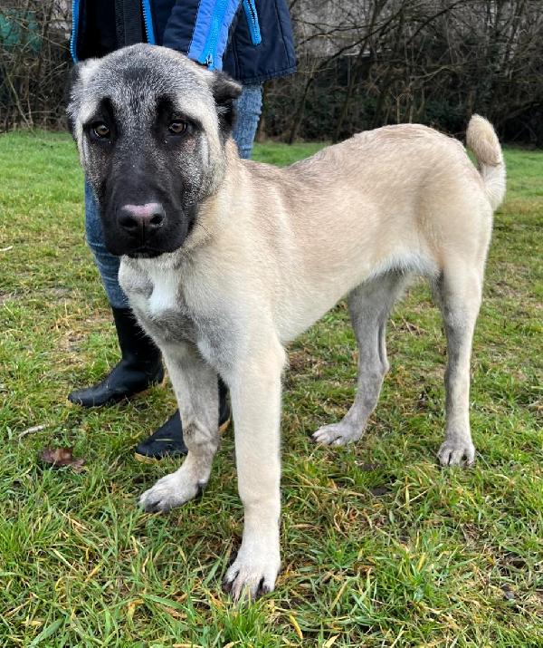 ATHENA KANGAL Foto 6